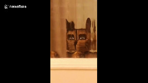 A real life filter? Cat standing behind distorted glass looks like it ...